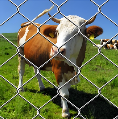 Galvanized PVC Coated Chain Link Fence Offering Corrosion Resistance And Long Lasting Performance